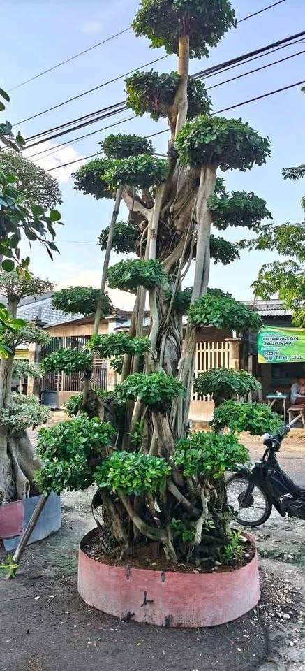 jual bonsai dolar hias cantik 5