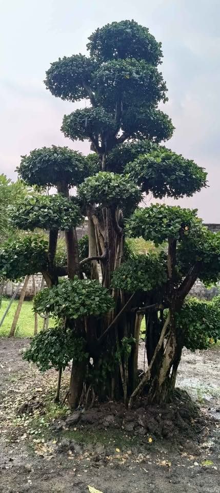 jual bonsai dolar hias cantik 7