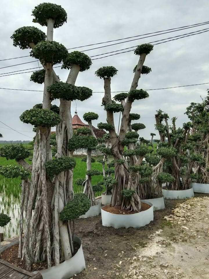 jual bonsai dolar hias cantik 8