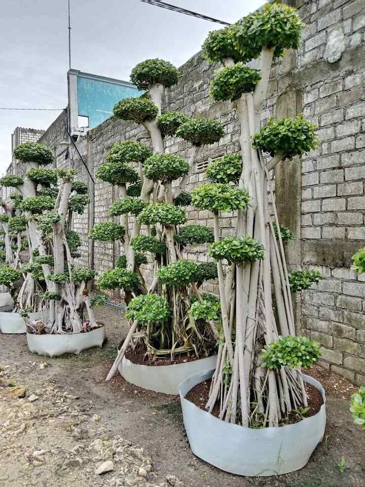 jual bonsai dolar hias cantik 9