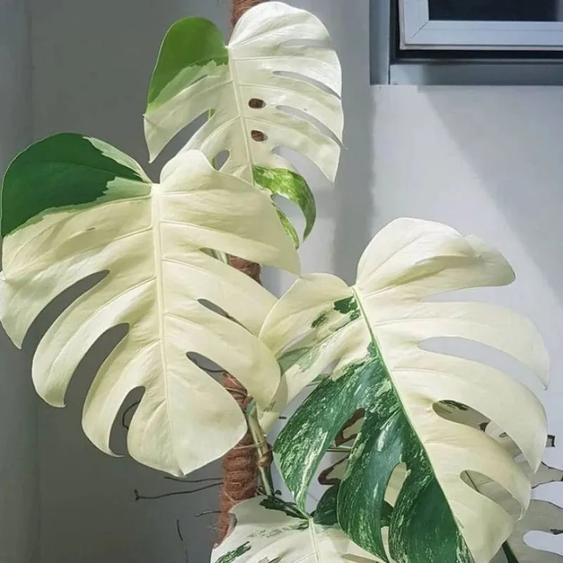 jual monstera albo variegated langka cantik 1