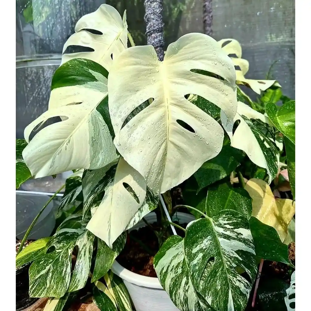 jual monstera albo variegated langka cantik 2