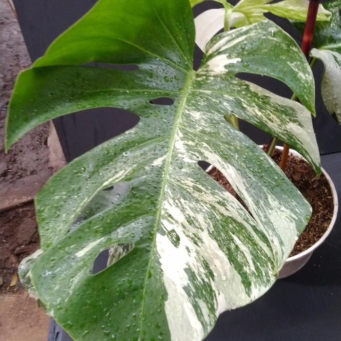 jual monstera albo variegated langka cantik 4