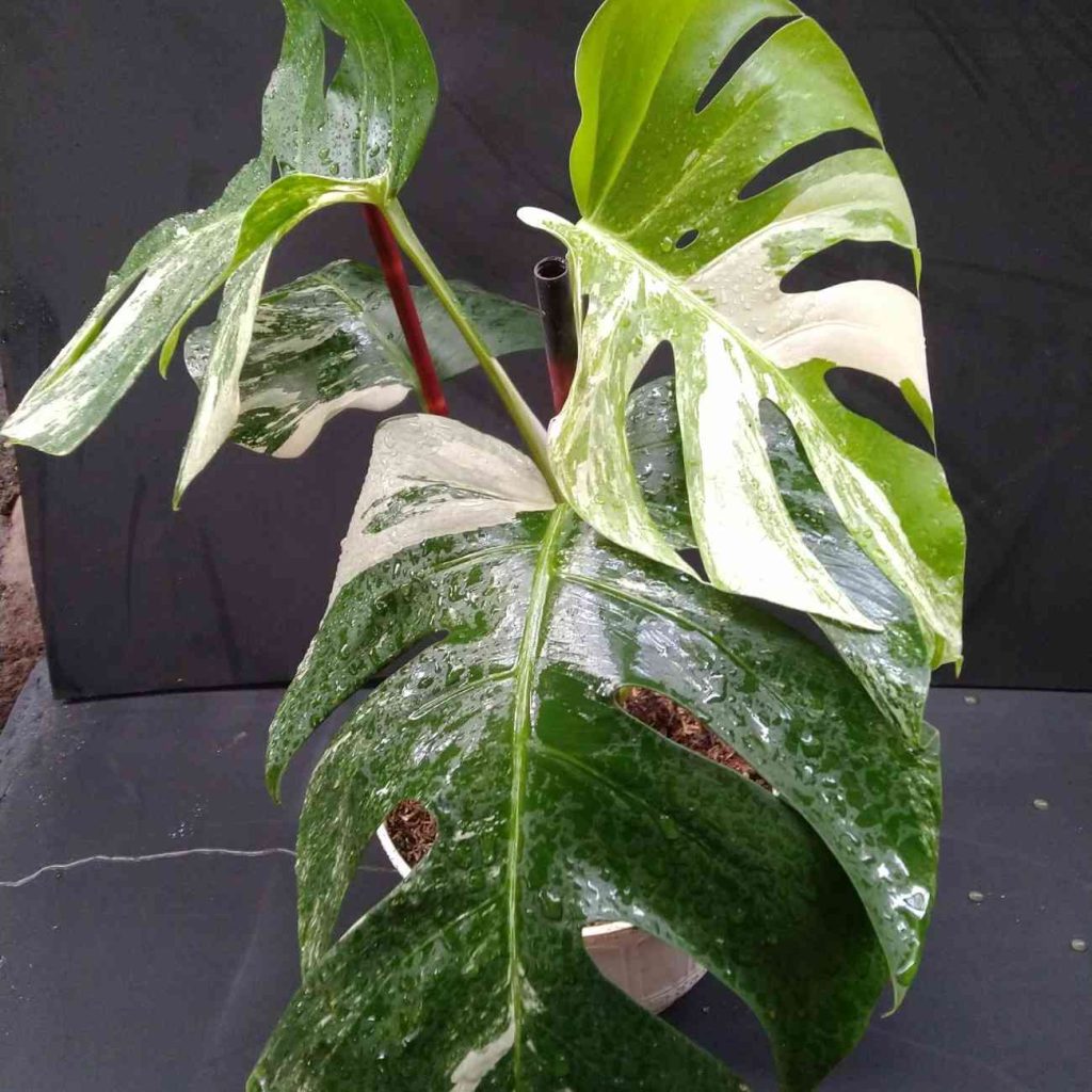 jual monstera albo variegated langka cantik 5