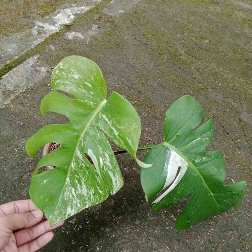 jual monstera albo variegated langka cantik 6