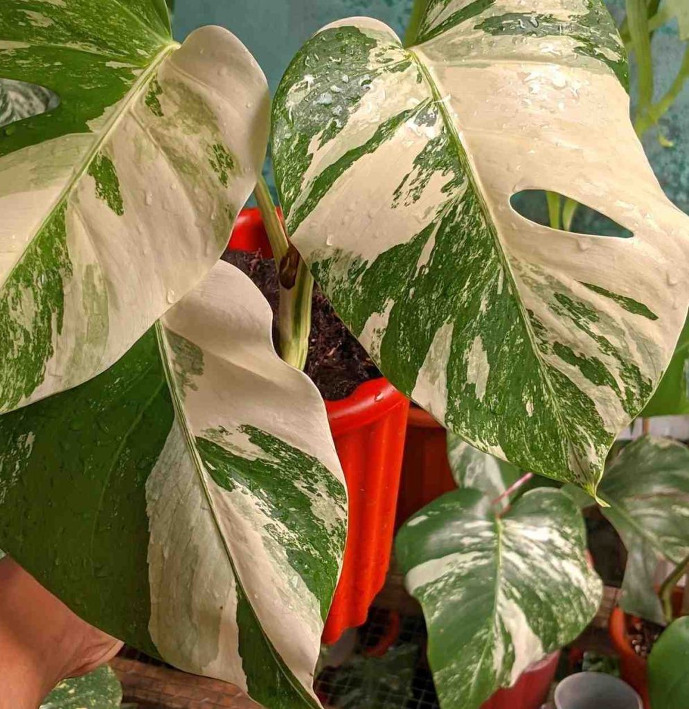 jual monstera albo variegated langka cantik 7