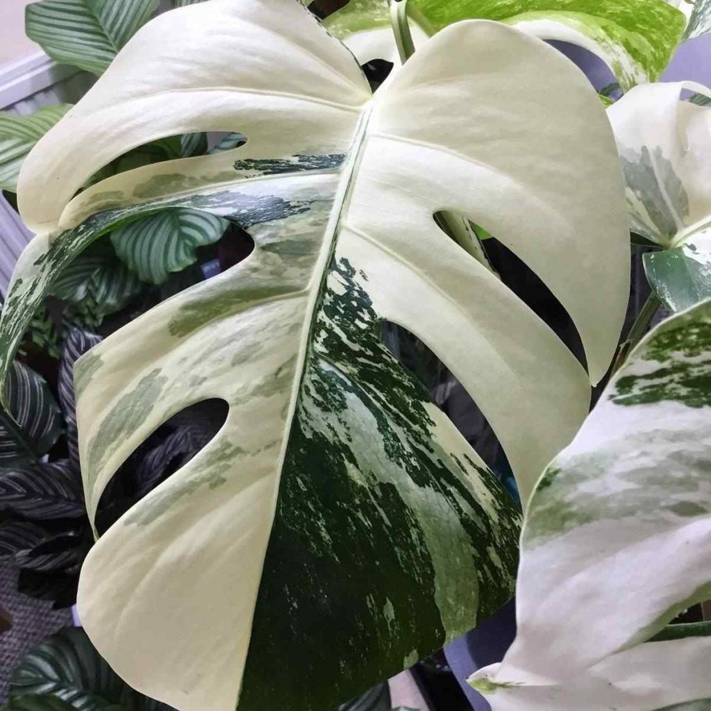 jual monstera albo variegated langka cantik 8