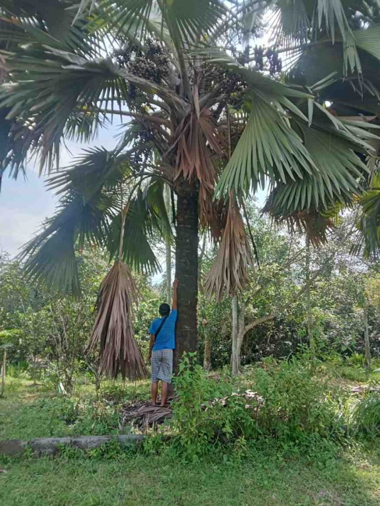 jual palem bismarkia hijau berkualitas 1