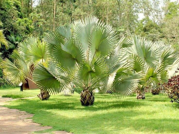 jual palem bismarkia hijau berkualitas 1