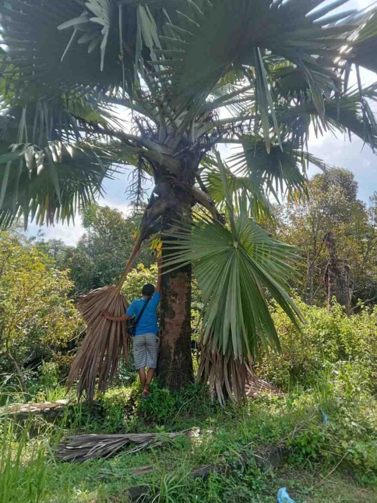 jual palem bismarkia hijau berkualitas 2