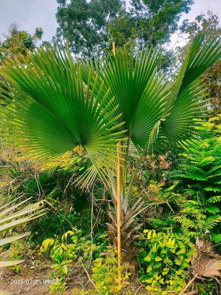 jual palem bismarkia hijau berkualitas 3