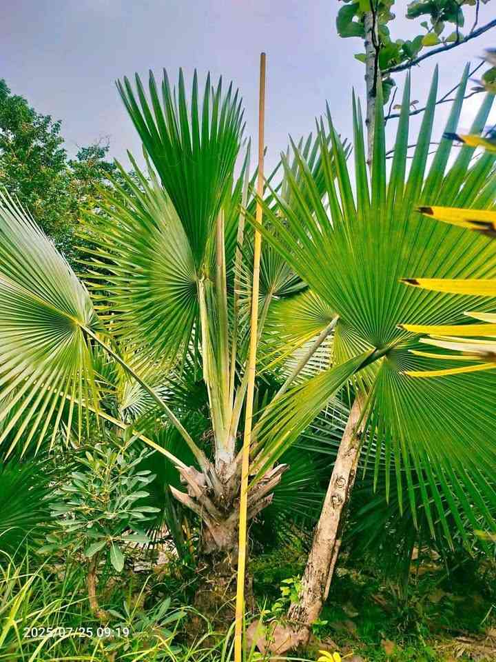 jual palem bismarkia hijau berkualitas 4