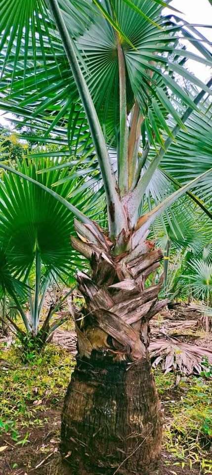 jual palem bismarkia hijau berkualitas 5