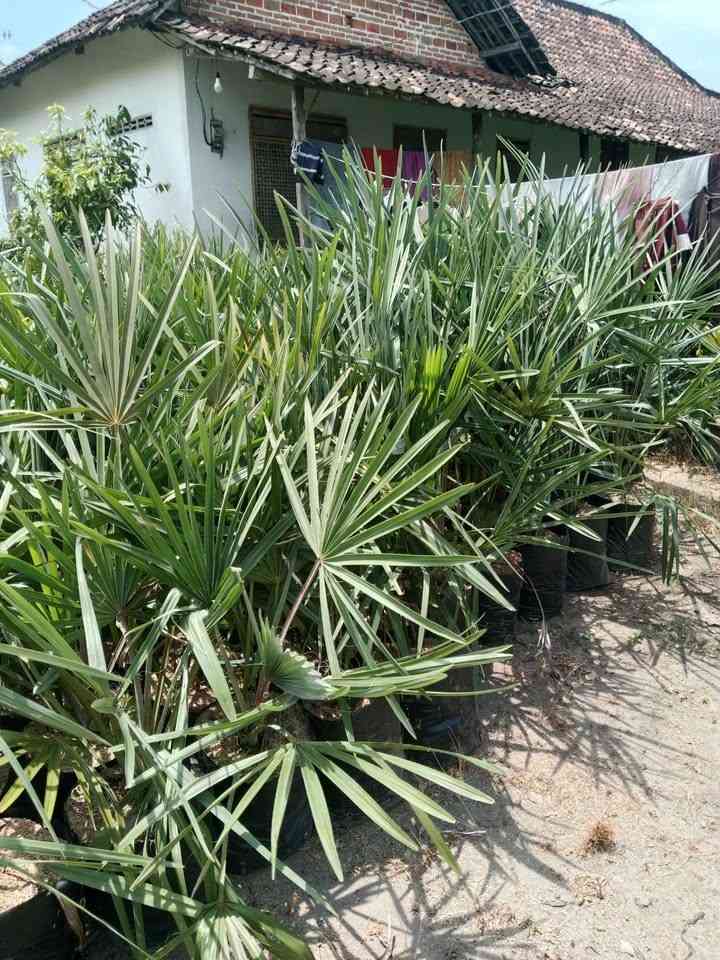 jual palem bismarkia hijau berkualitas 6