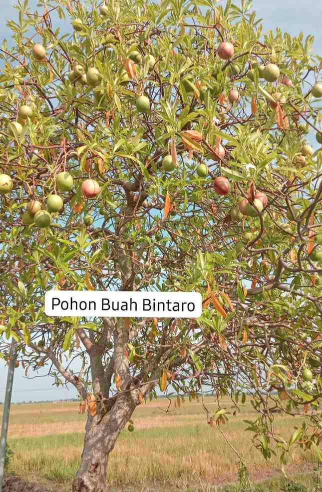 Pohon Bintaro