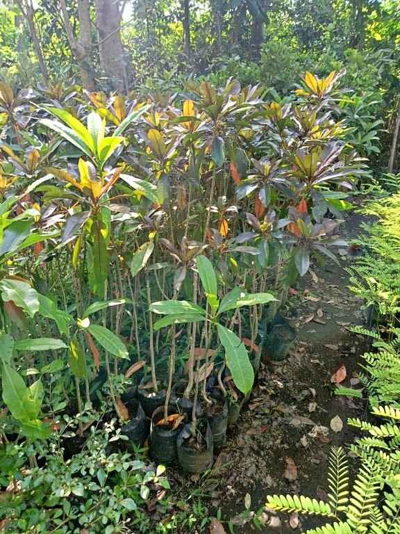 jual pohon bintaro peneduh penghijauan 2