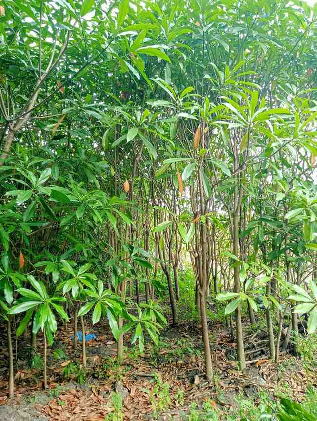jual pohon bintaro peneduh penghijauan 3