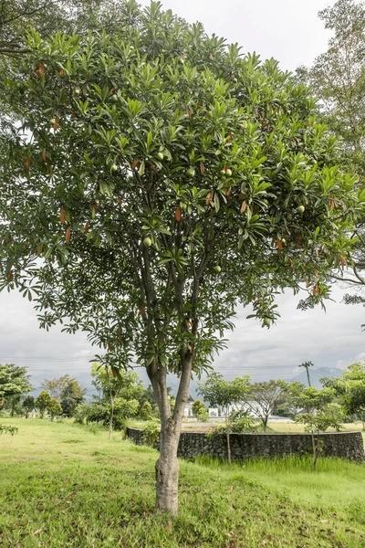 jual pohon bintaro peneduh penghijauan 6