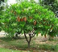 jual pohon bintaro peneduh penghijauan 8