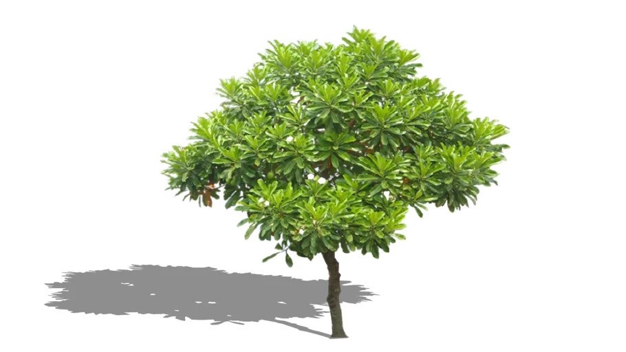 jual pohon bintaro peneduh penghijauan 9