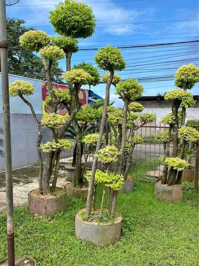 jual pohon bonsai anting putri besar 1