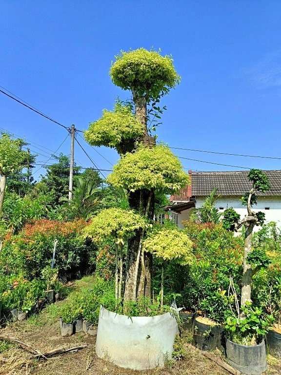 Bonsai Anting Putri