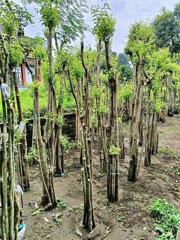 jual pohon bonsai anting putri besar 12