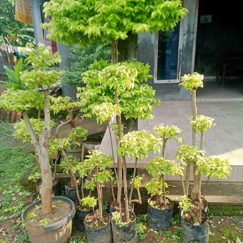 jual pohon bonsai anting putri besar 13