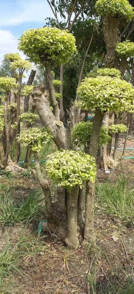 jual pohon bonsai anting putri besar 2