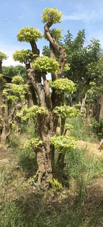jual pohon bonsai anting putri besar 3