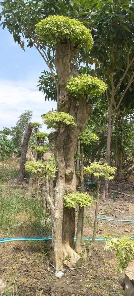 jual pohon bonsai anting putri besar 4