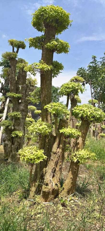 jual pohon bonsai anting putri besar 5