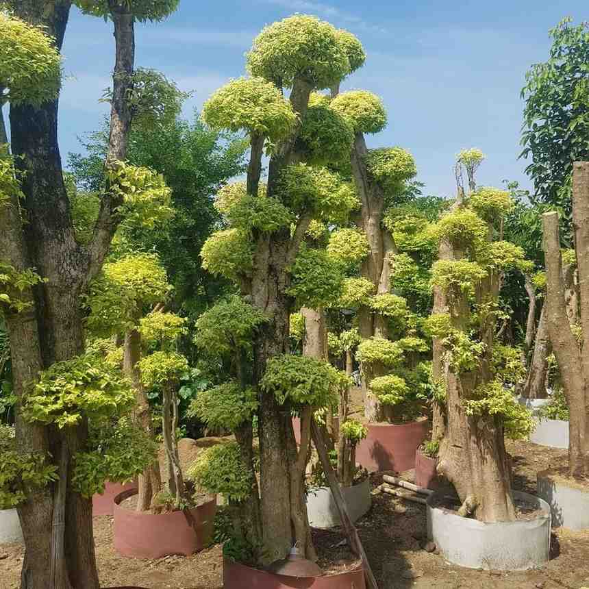 jual pohon bonsai anting putri besar 6