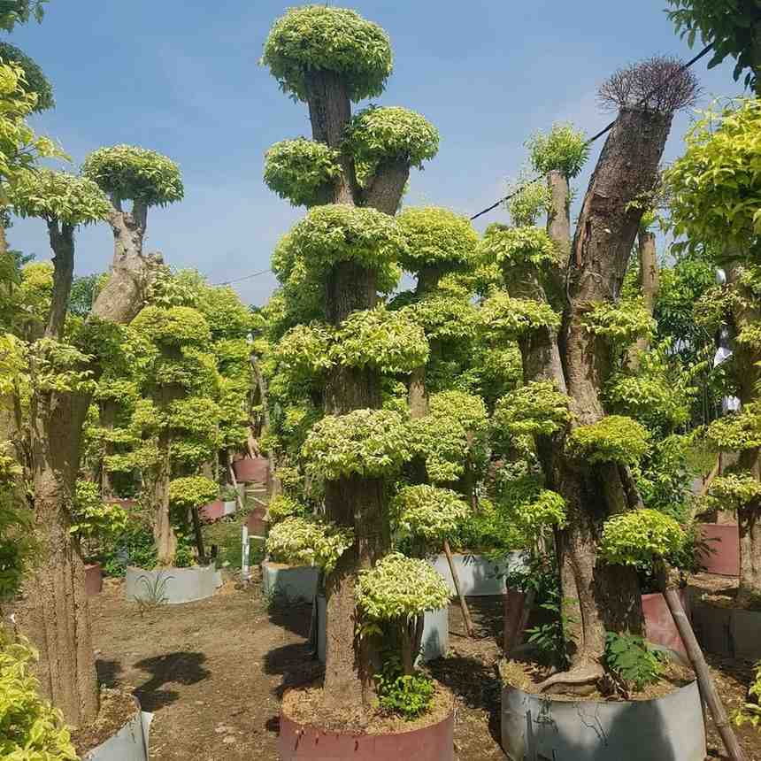 jual pohon bonsai anting putri besar 7