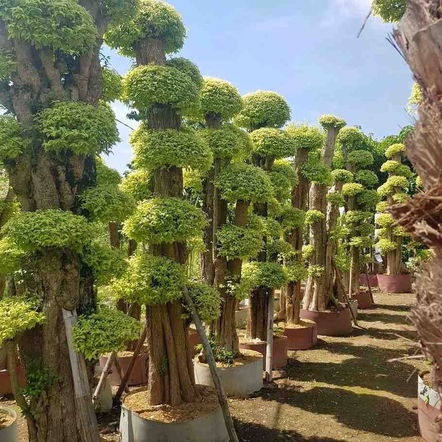 jual pohon bonsai anting putri besar 8
