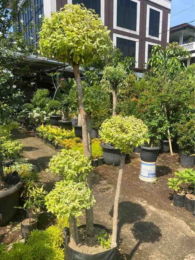 jual pohon bonsai anting putri besar 9