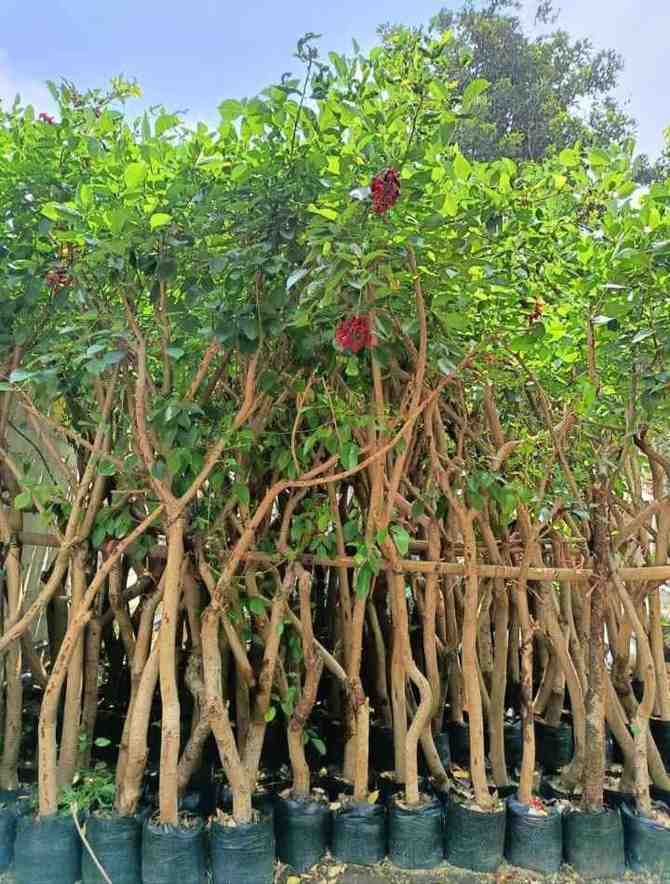 jual pohon dadap merah kecrutan 10
