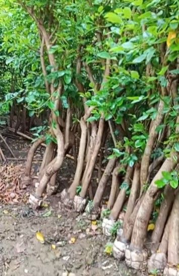 jual pohon dadap merah kecrutan 14