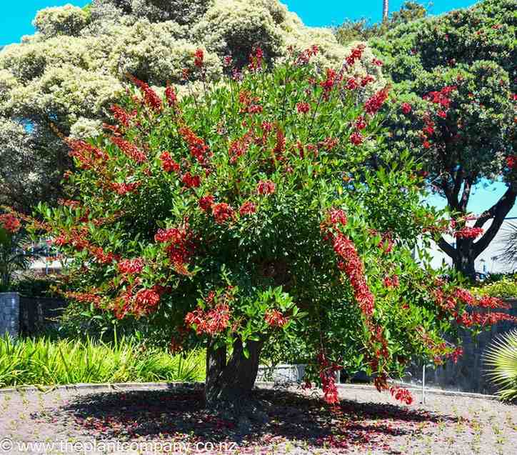 Pohon Dadap Merah