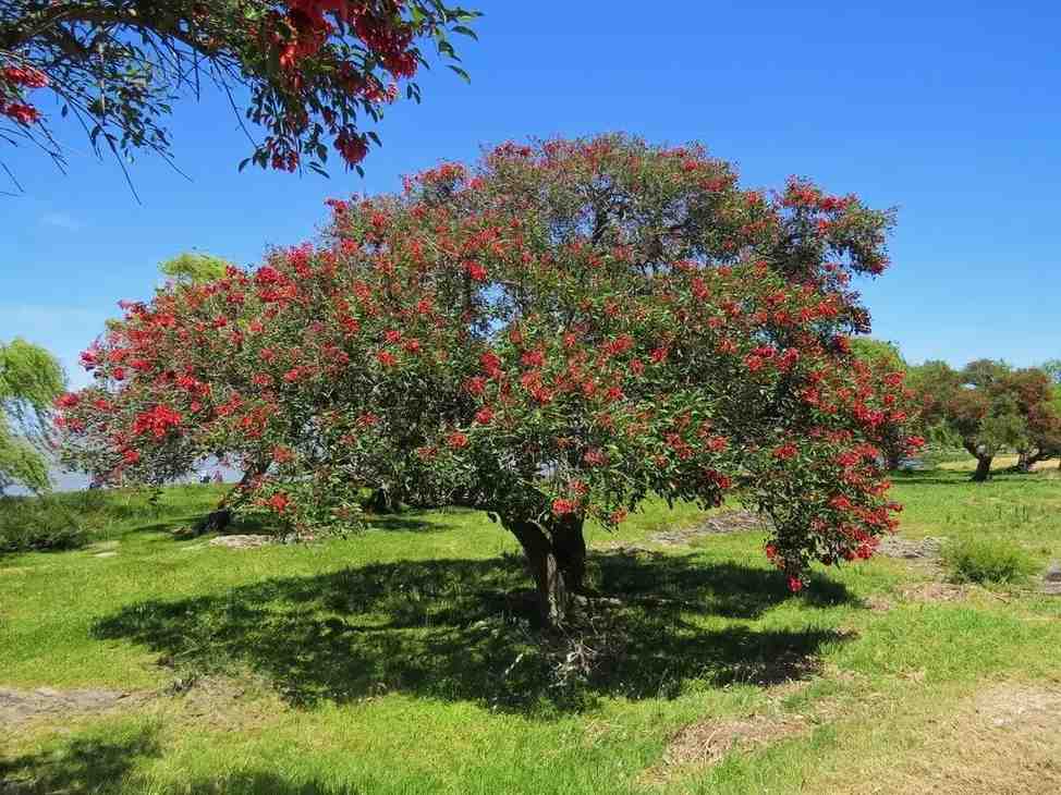 jual pohon dadap merah kecrutan 2