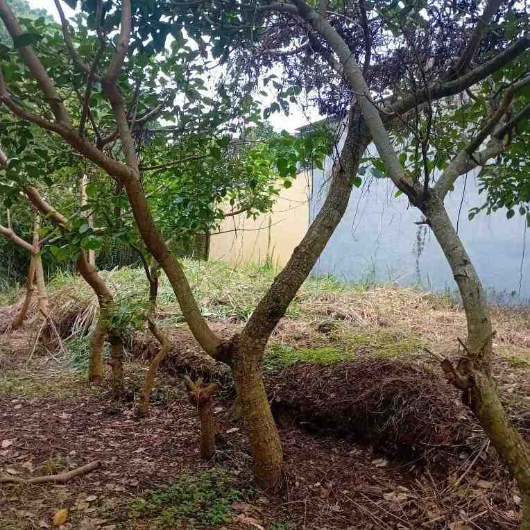 jual pohon dadap merah kecrutan 5
