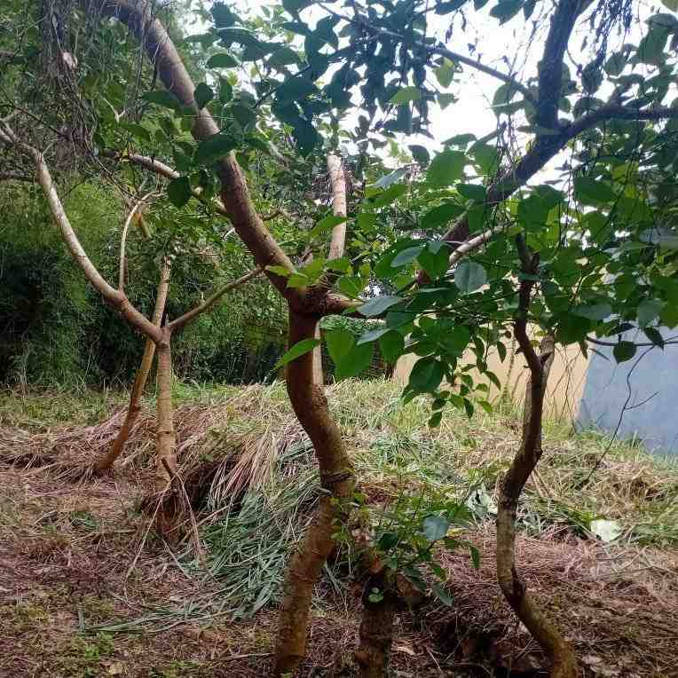 jual pohon dadap merah kecrutan 6