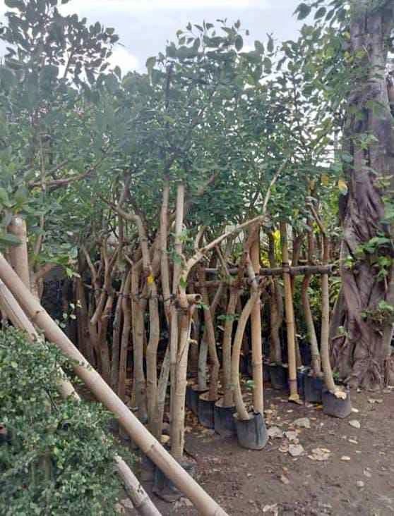 jual pohon dadap merah kecrutan 7