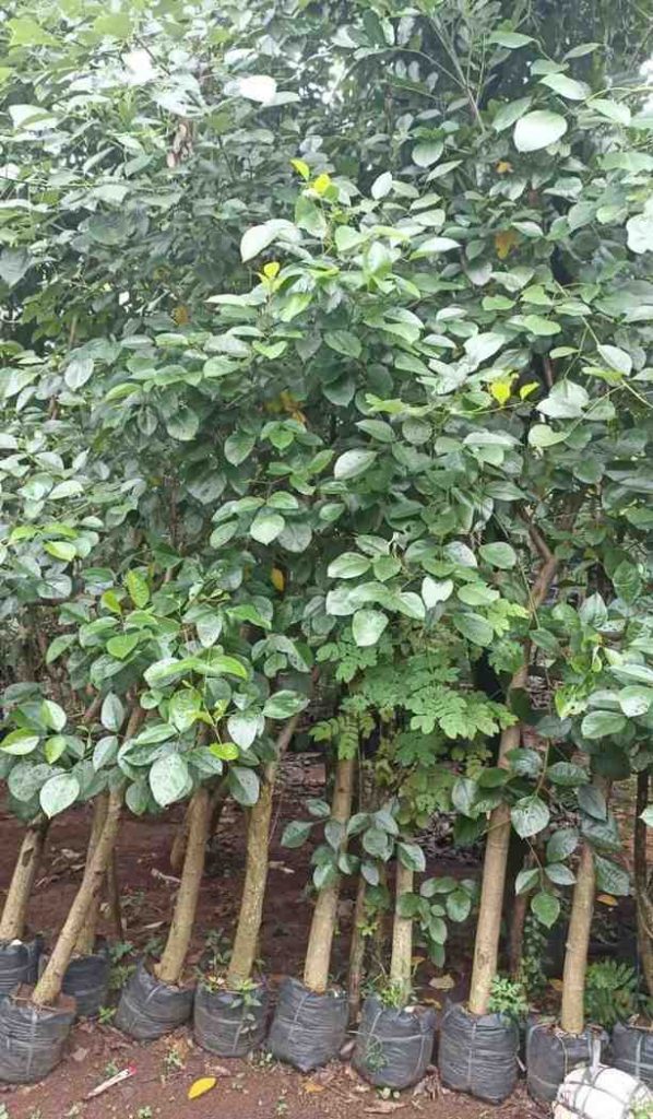 jual pohon dadap merah kecrutan 9