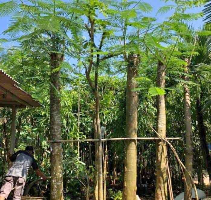jual pohon flamboyan peneduh 10