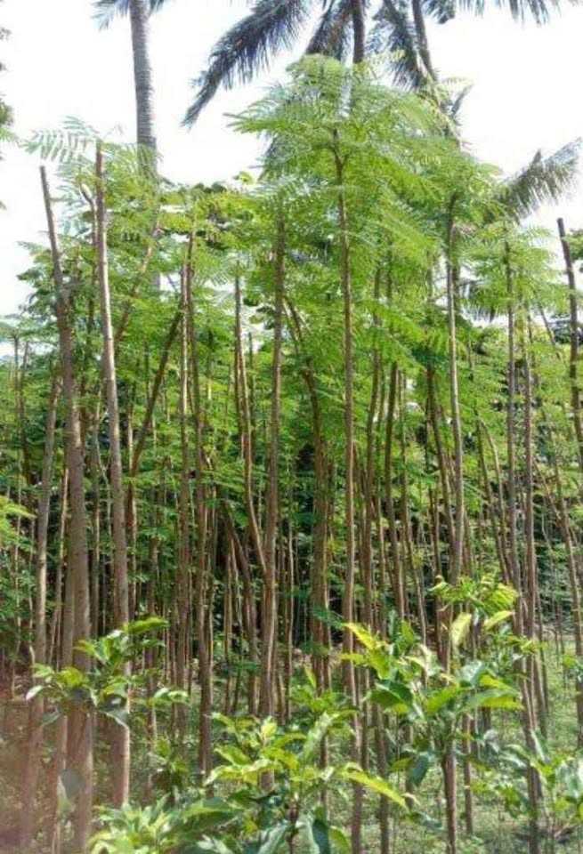 jual pohon flamboyan peneduh 12