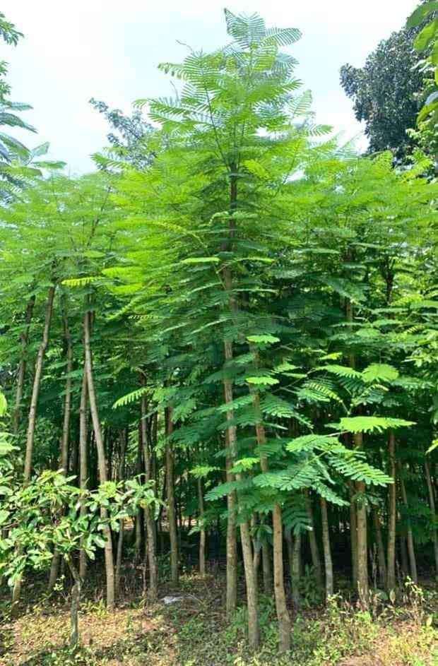 jual pohon flamboyan peneduh 6
