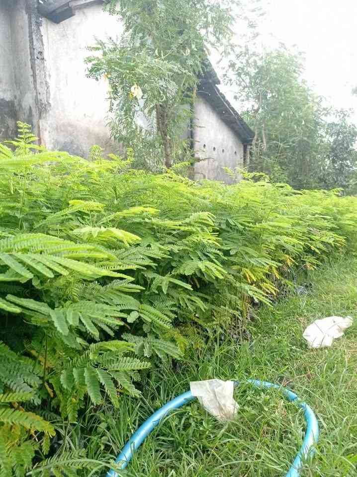 Pohon Flamboyan 1 Meter