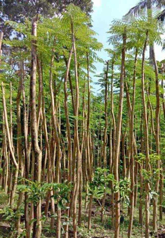 jual pohon flamboyan peneduh 9