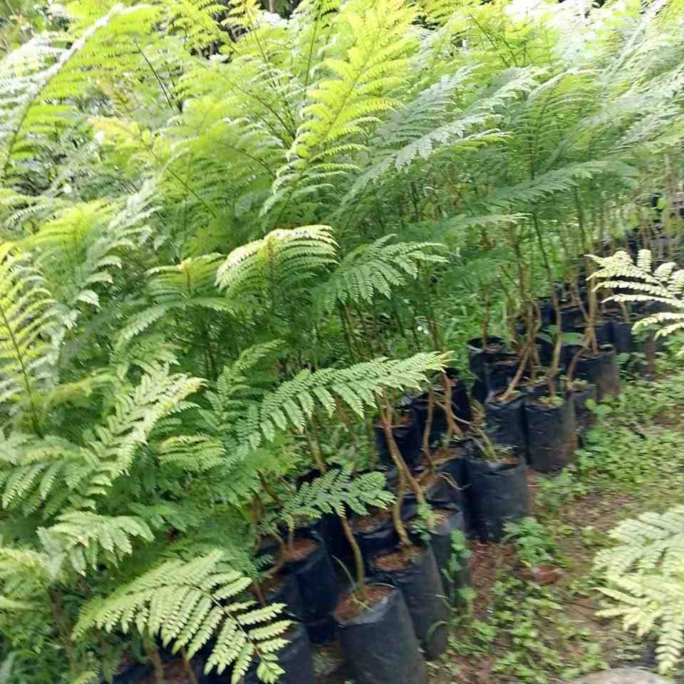 jual pohon jacaranda cakaranda ungu 1